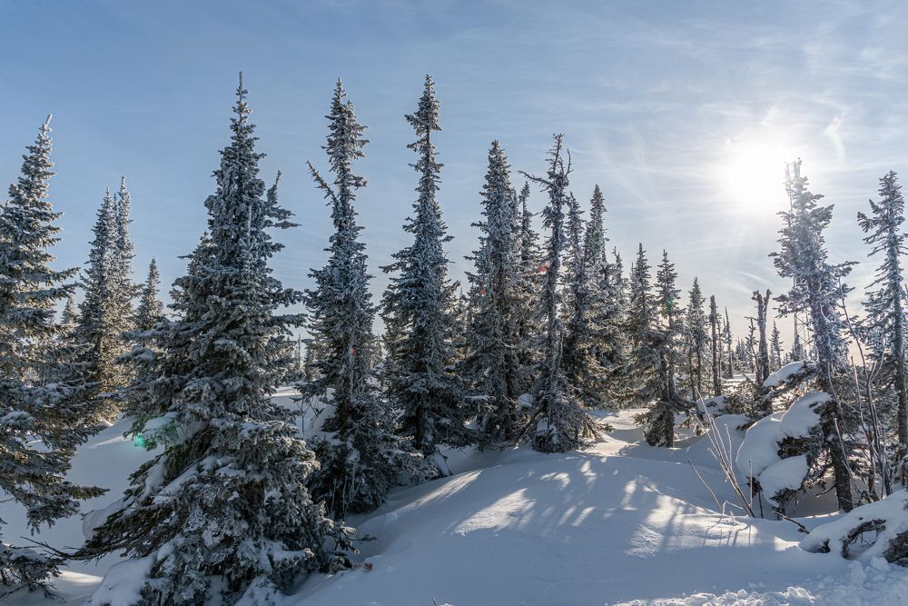 Фотография автора NIKOLAY KALININ