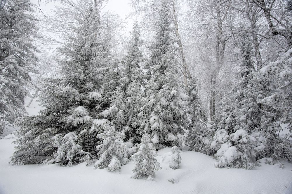 Photograph by Сергей Шварцман