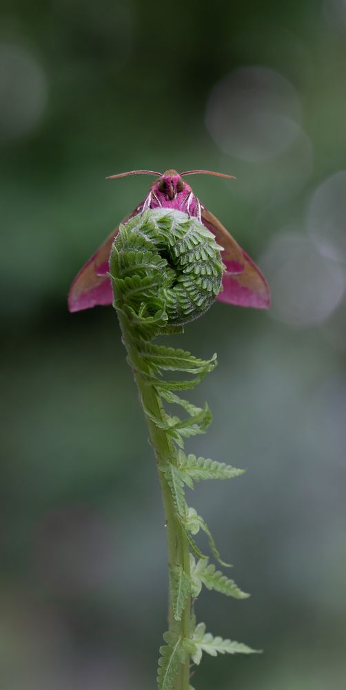 Однажды вечером