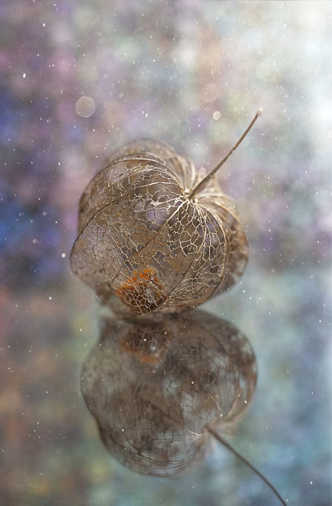 Фотография автора Мария Обидина