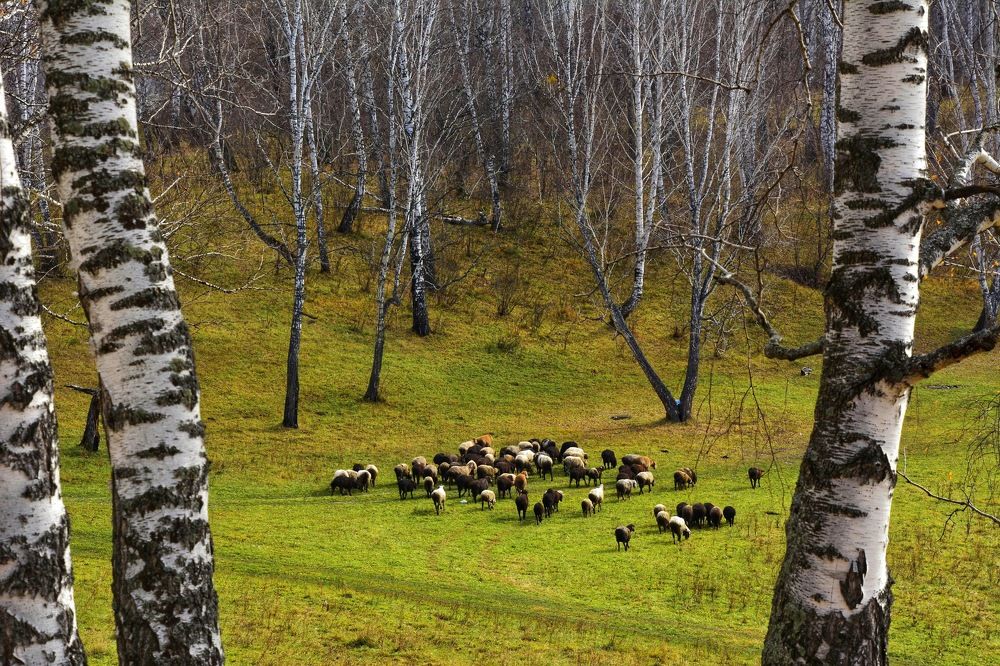 Photograph by Римма Большакова