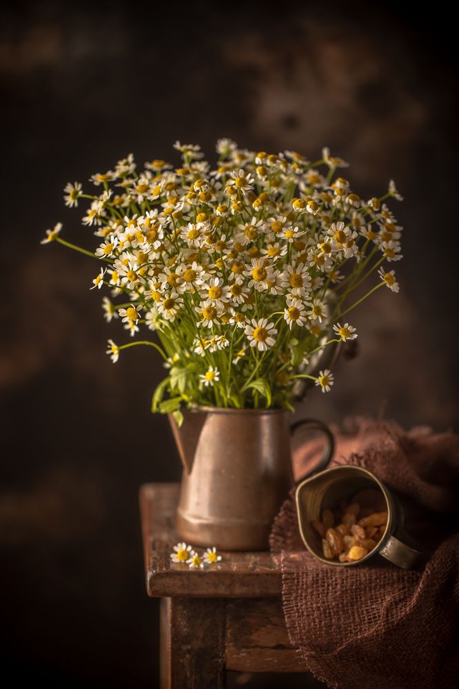 Фотография автора Мария Сурмачева