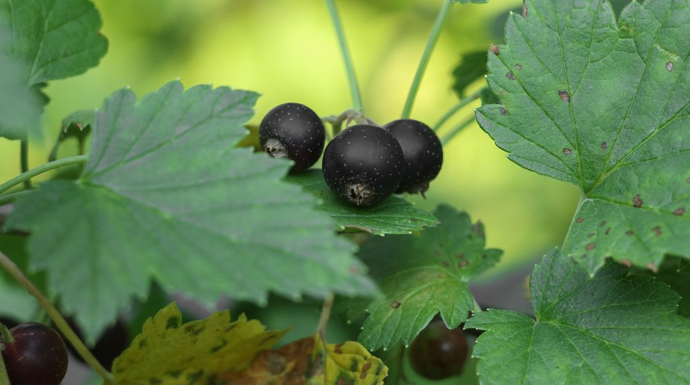 Black currant among its leaves