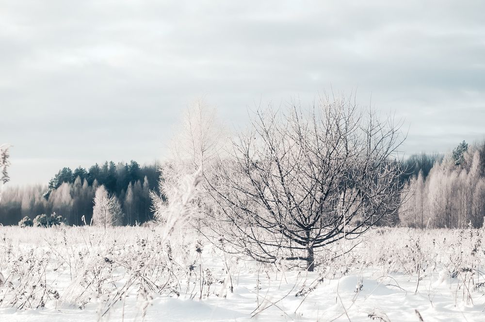 Photograph by Алёна Шматова