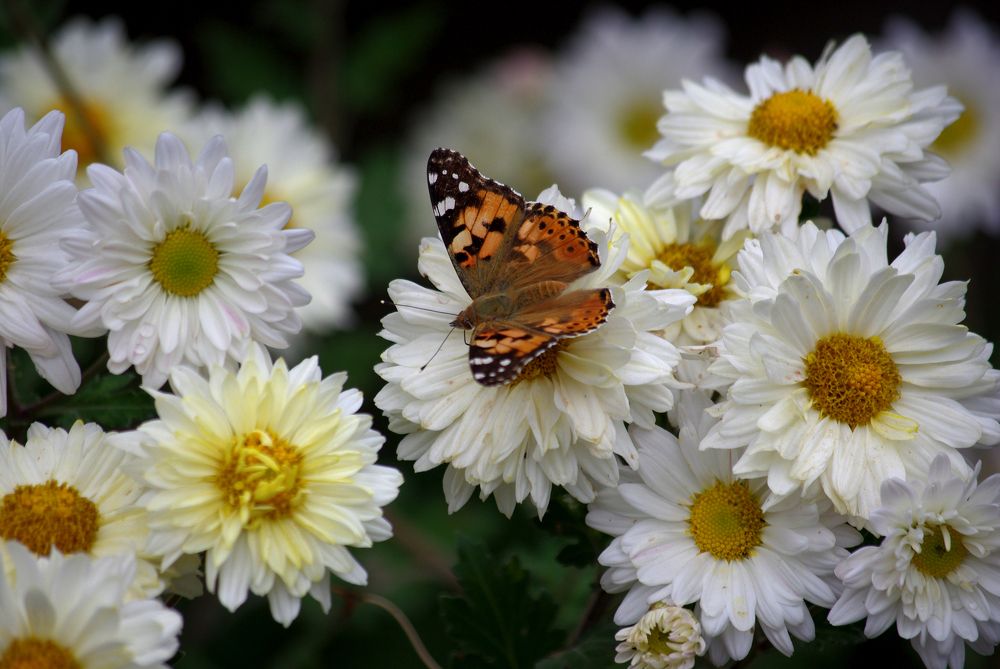 Photograph by Лилия Потравнова