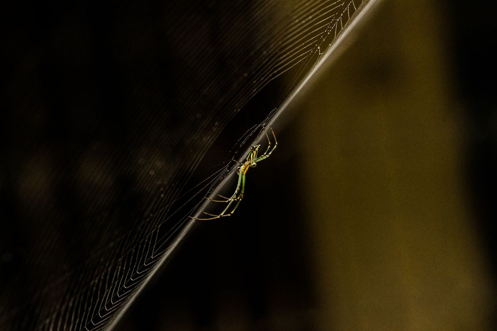 Photograph by Shaikh Hasan