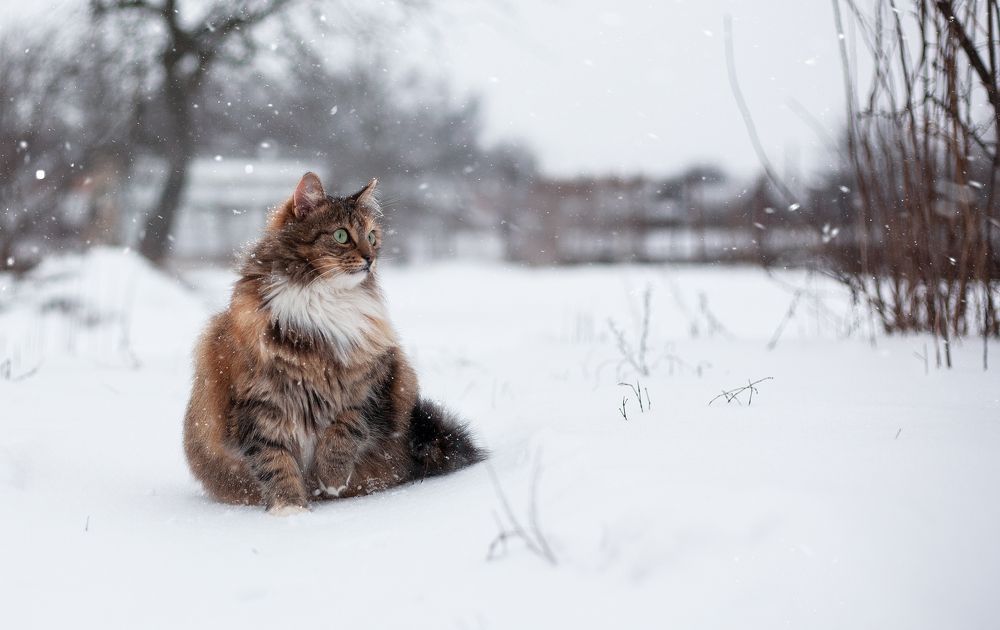 Фотография автора Ольга Ткаченко