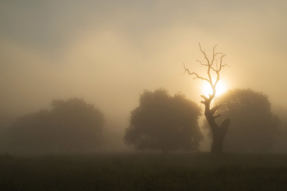 Photograph by Alex Coman