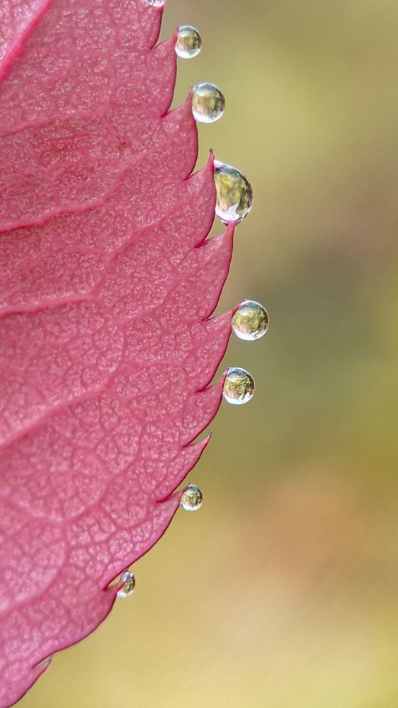 Фотография автора Rounak Kayal