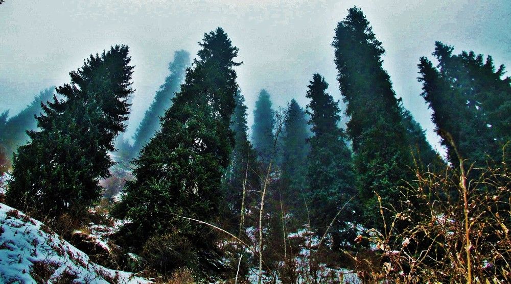 Тянь-Шанский хоровод