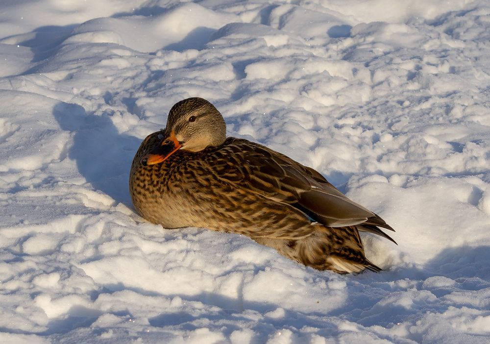 Photograph by Наталья Иванова