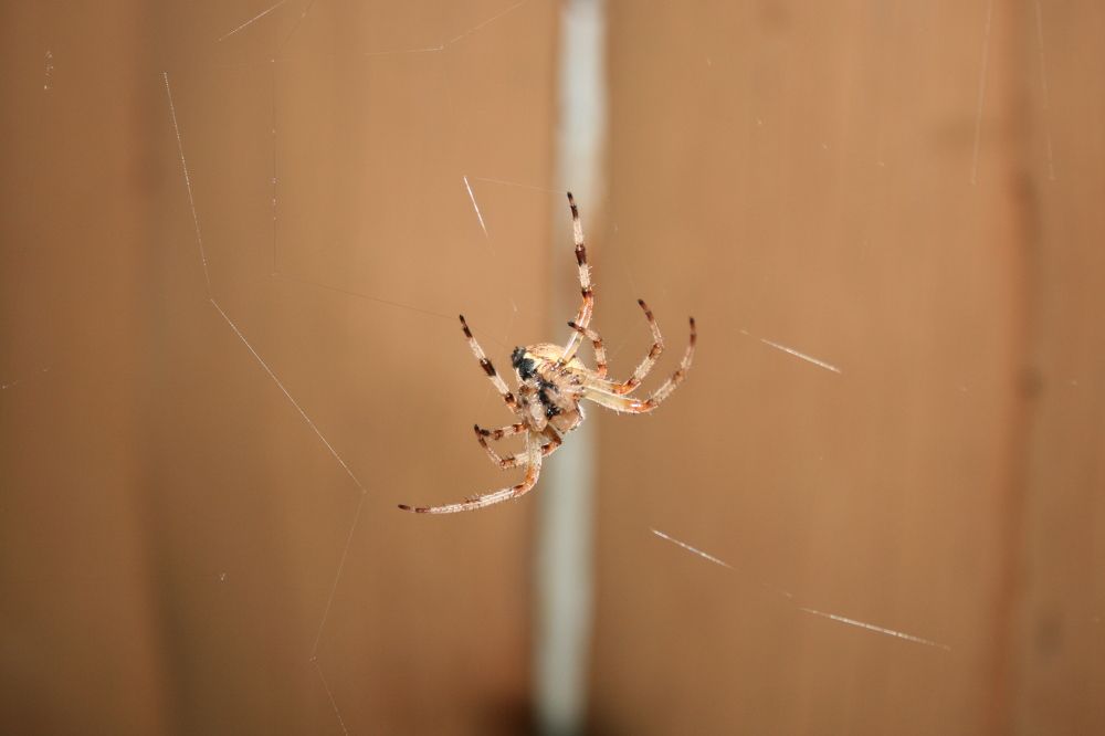 Photograph by Михаил Кувшинов