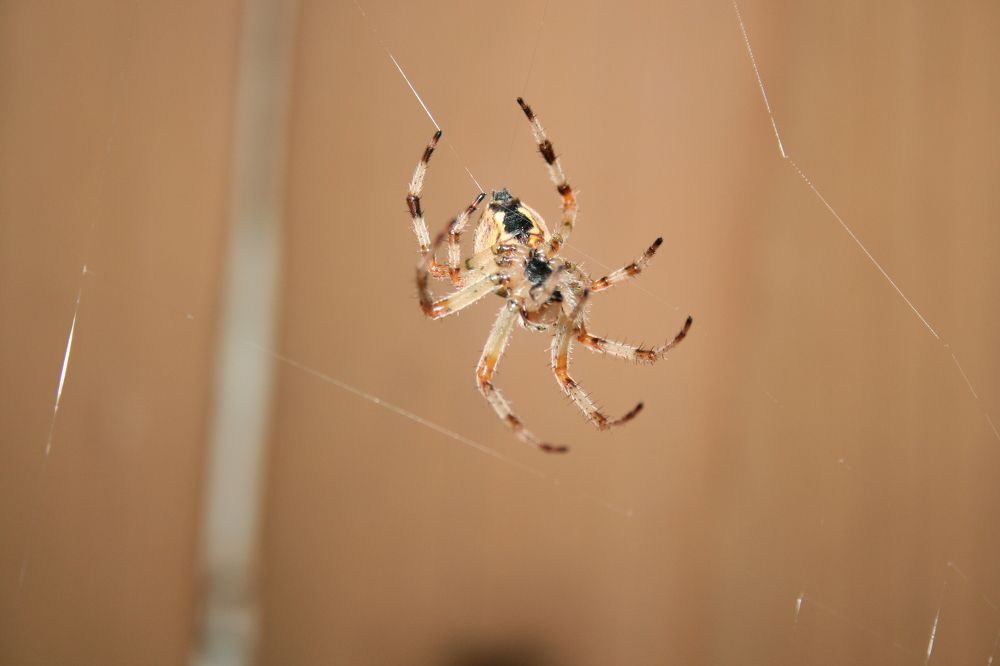 Photograph by Михаил Кувшинов