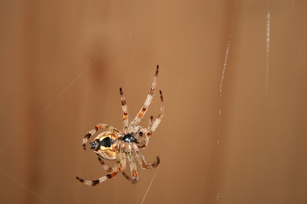 Photograph by Михаил Кувшинов