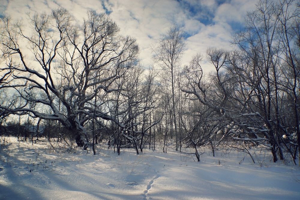 Краски зимы