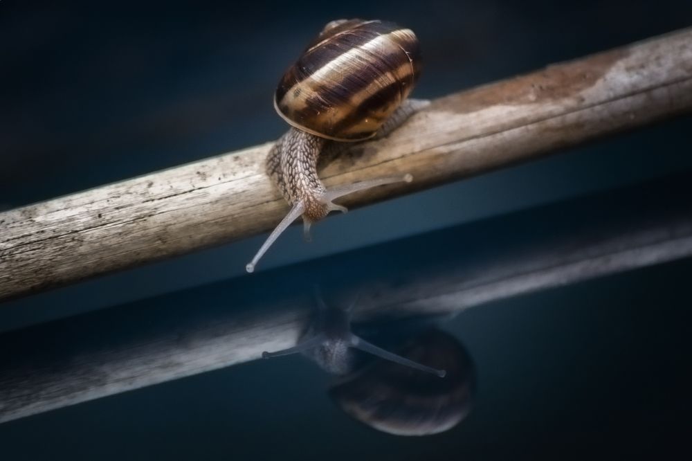 Photograph by Dino Sirica