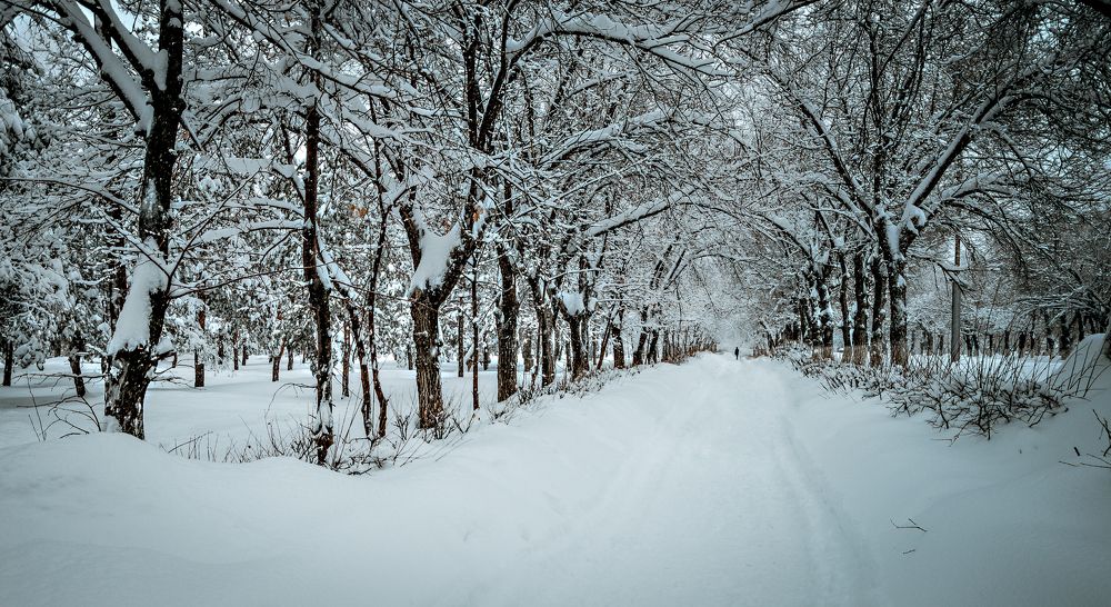 Заснеженная аллея