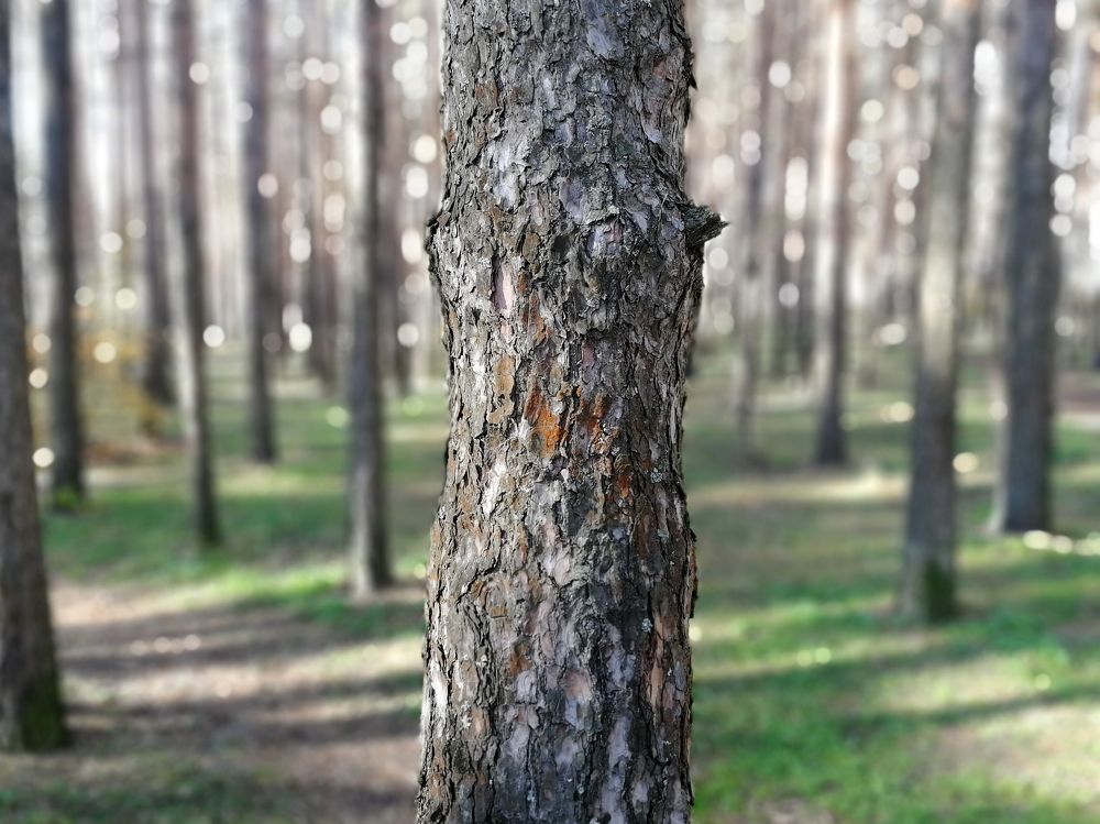 Летний парк.