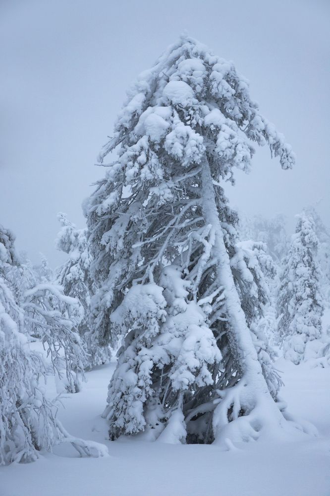 Photograph by Юлия Лазебная