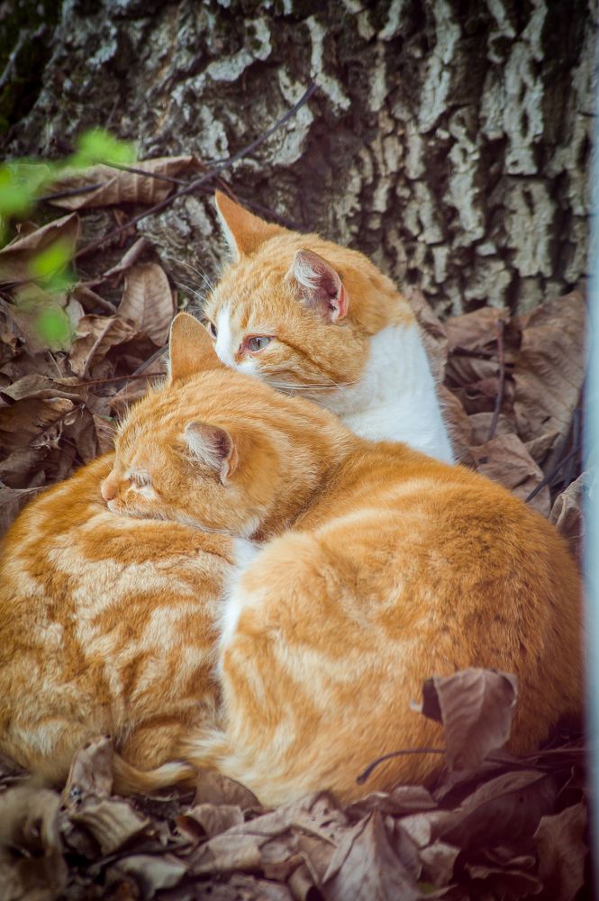 Photograph by Fokin Sergey