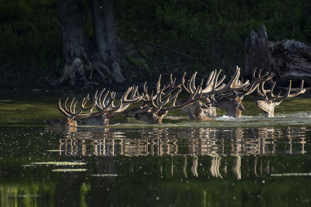 Photograph by Predrag Kostin