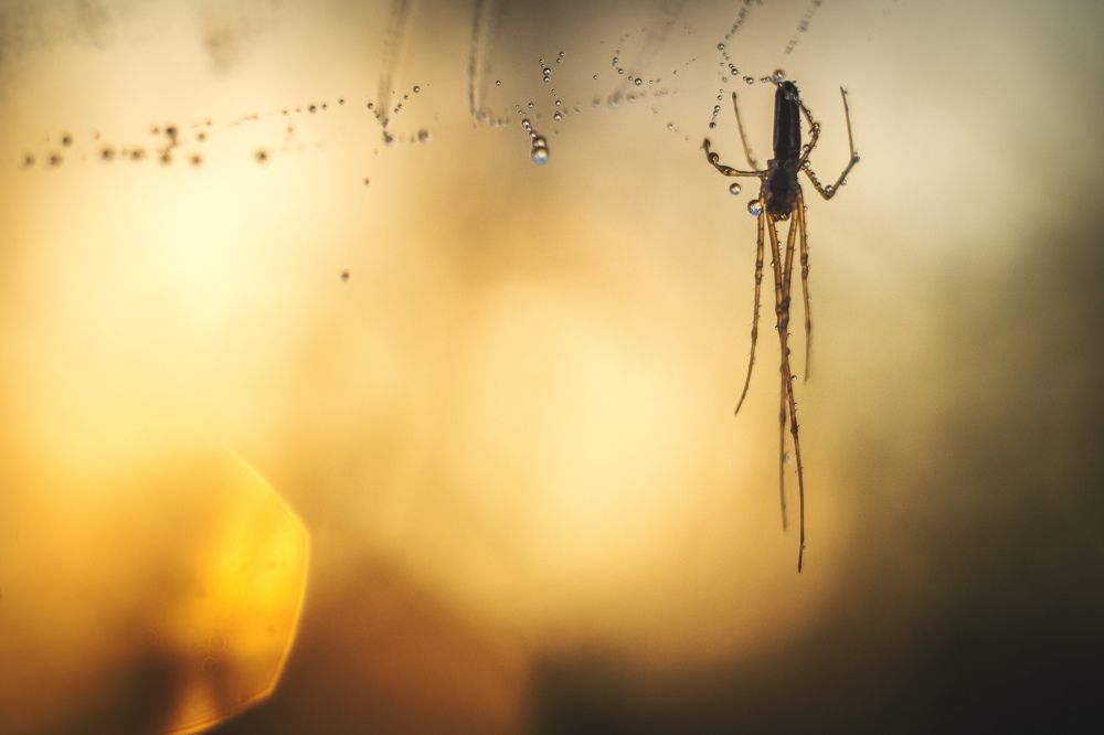 Photograph by Adrian Szatewicz