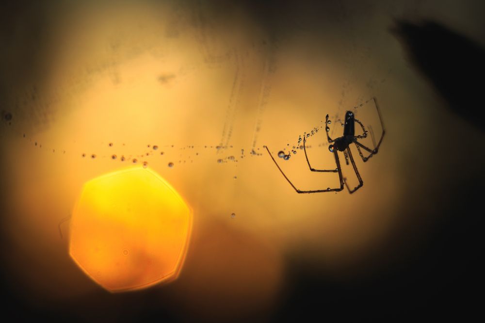 Photograph by Adrian Szatewicz