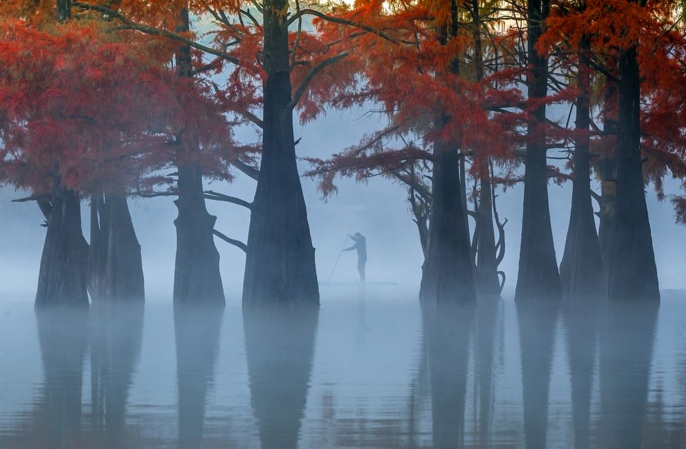 Болотные кипарисы