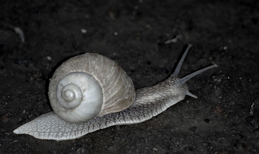 Photograph by Лилия Потравнова