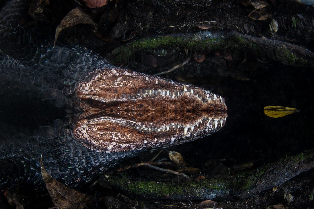 Photograph by Carlos Eduardo Barreto Pinheiro
