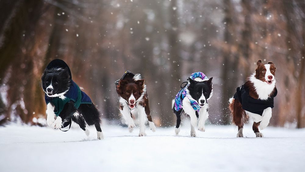 Photograph by Екатерина Коваленко