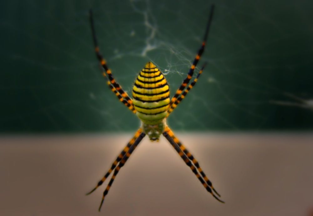 Photograph by Francisco Ferreira