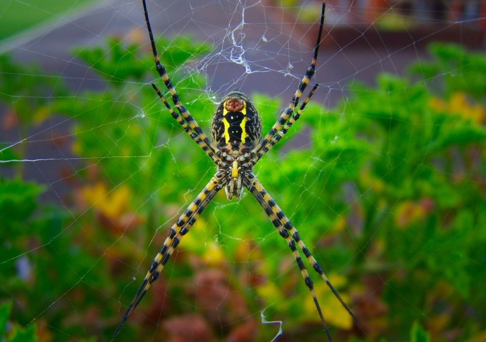 Photograph by Francisco Ferreira