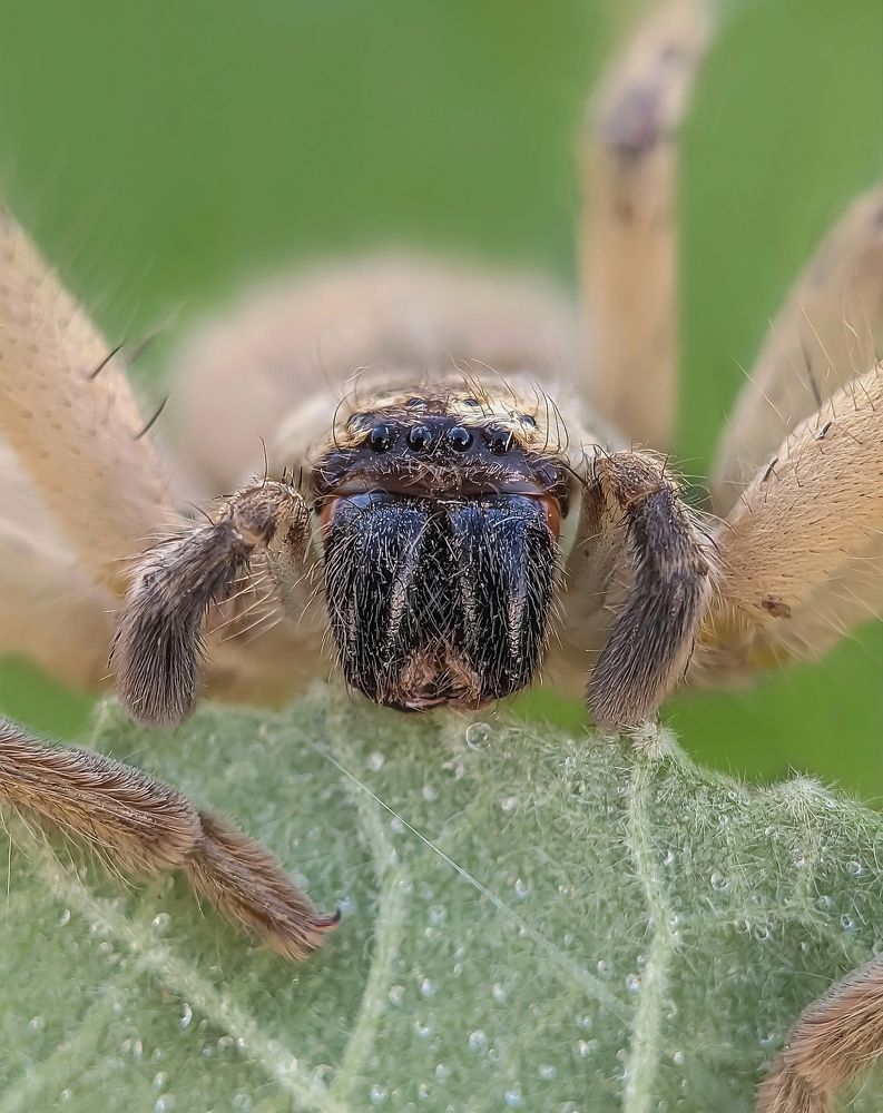 Huntsman spider (Phone photography)