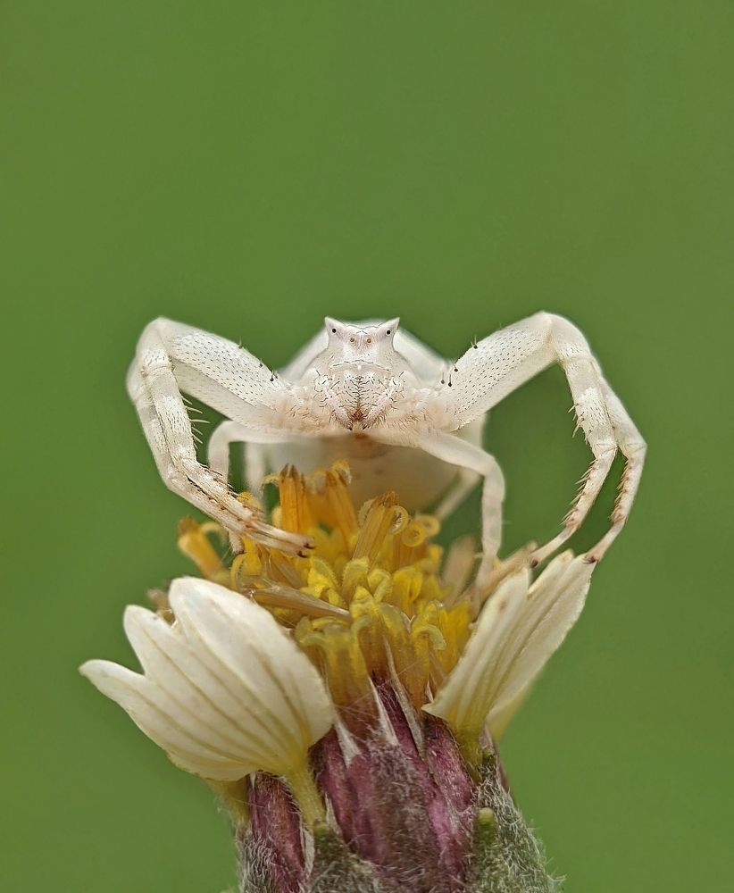 Crab spider  (Mobile photography)