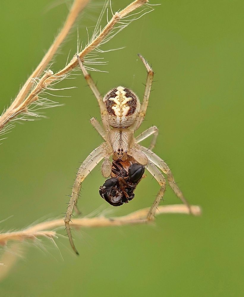 Neoscona adianta (Mobile photography)