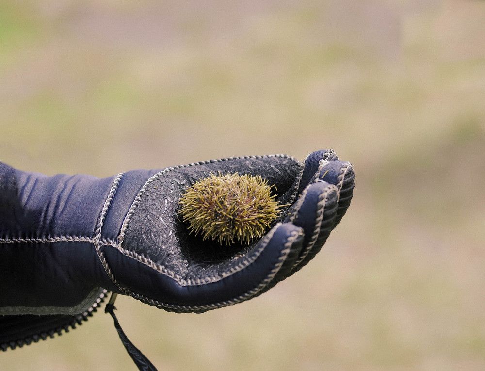 Дайвинг клуб "Каллипсо"