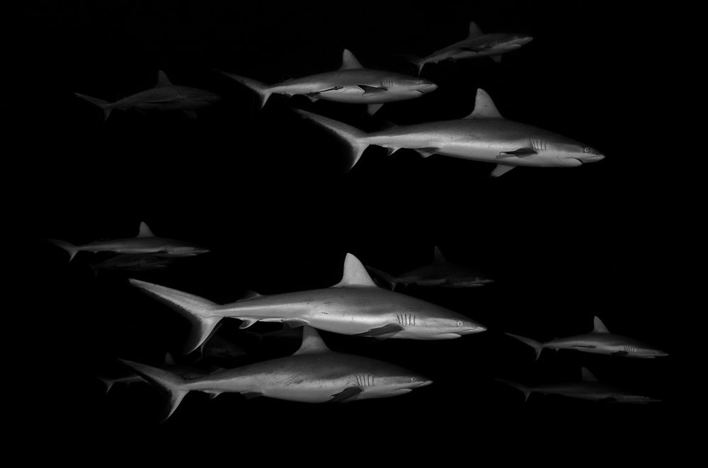 Photograph by daniele comin