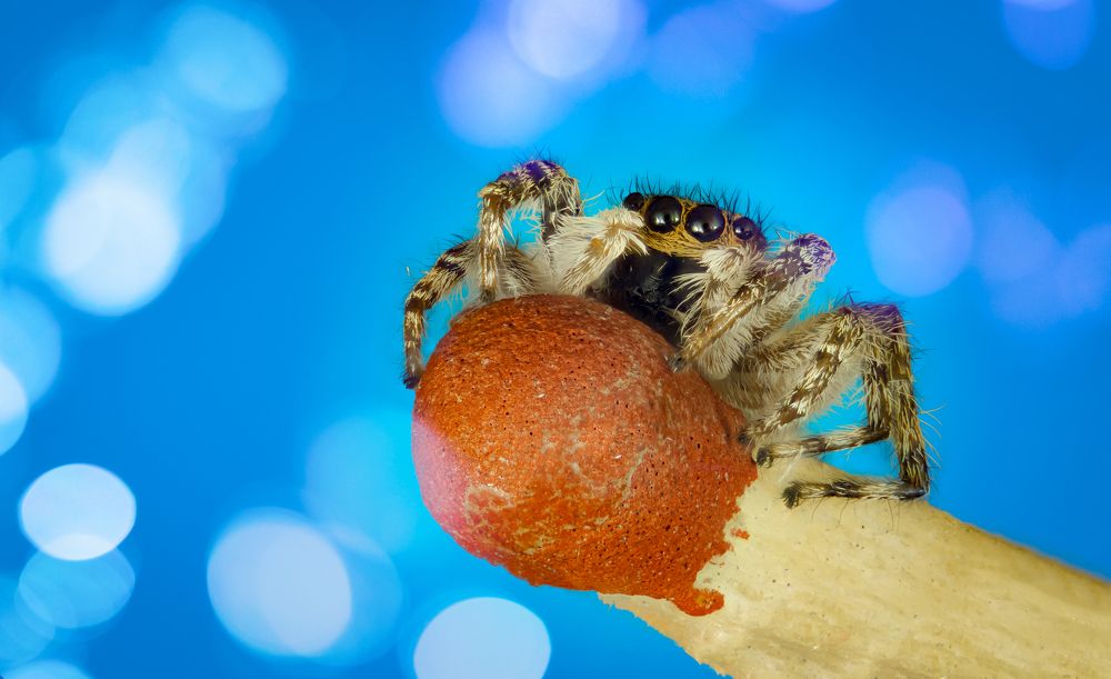 Photograph by Hardy Vargas Vasquez