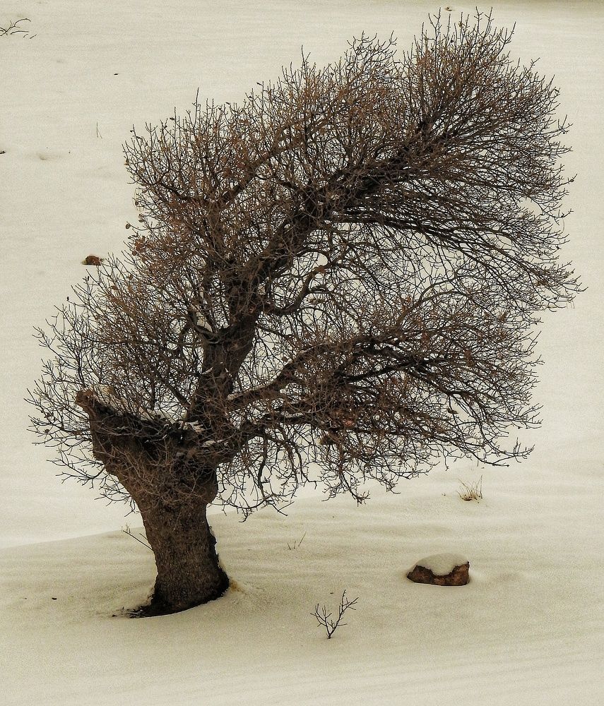 Photograph by Amir Bakhsandeh