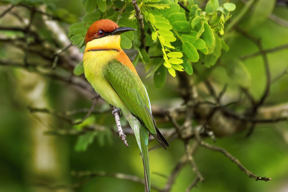 Photograph by M.I.M. Mahir