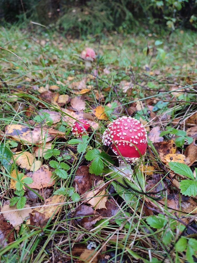 Photograph by Виктория