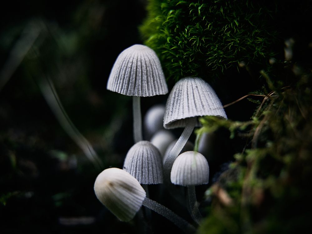 Фотография автора Александр Османов