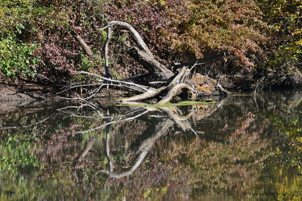 Reflection  in water