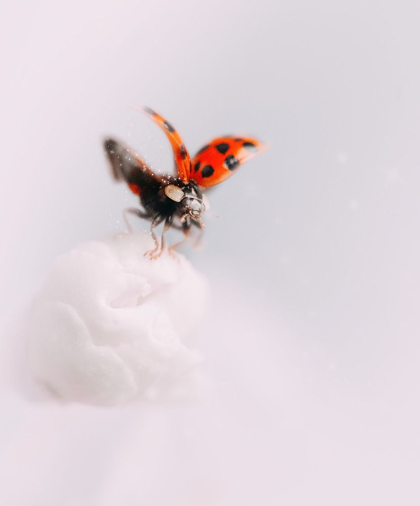 Photograph by Ксения Максименко