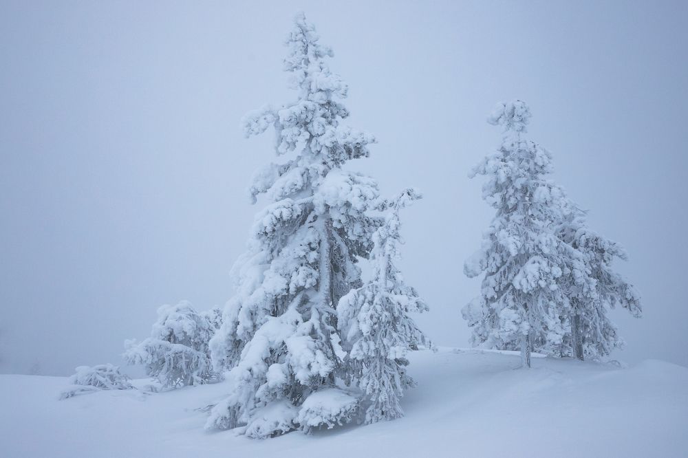 Лес под снегом