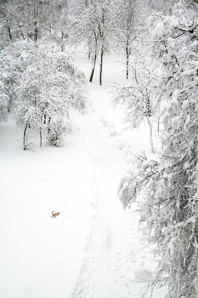 Фотография автора Ирина Яздан Мехр