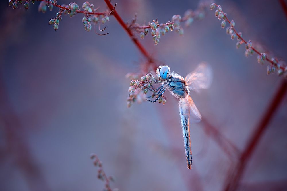 Dragonfly