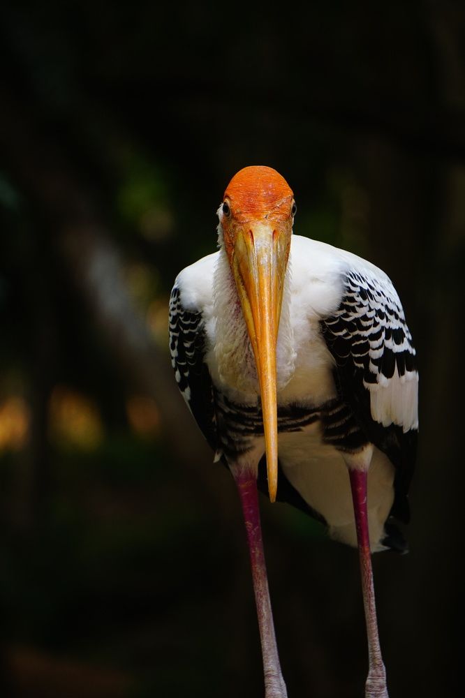 Printed stork