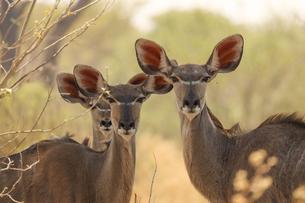 Photograph by Raquel Barao